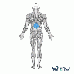 Упражнения на мышцы средней части спины