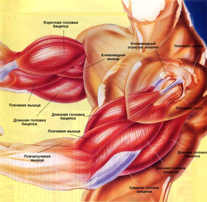 Мышцы рук бицепс трицепс