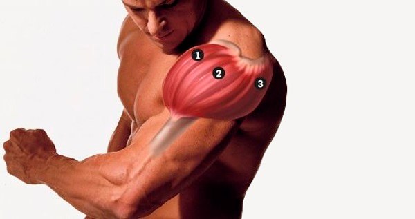 дельты изображение мышц