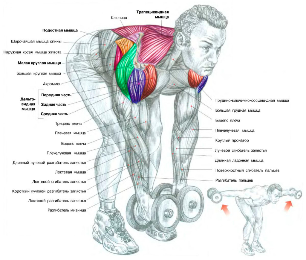 Какие мышцы как качать в картинках