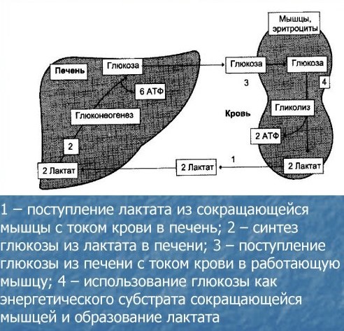 как образуется молочная кислота