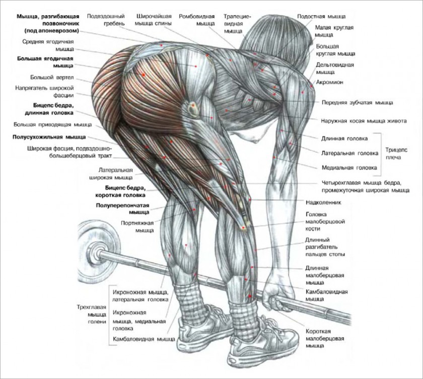 мертвая тяга участвующие мышцы