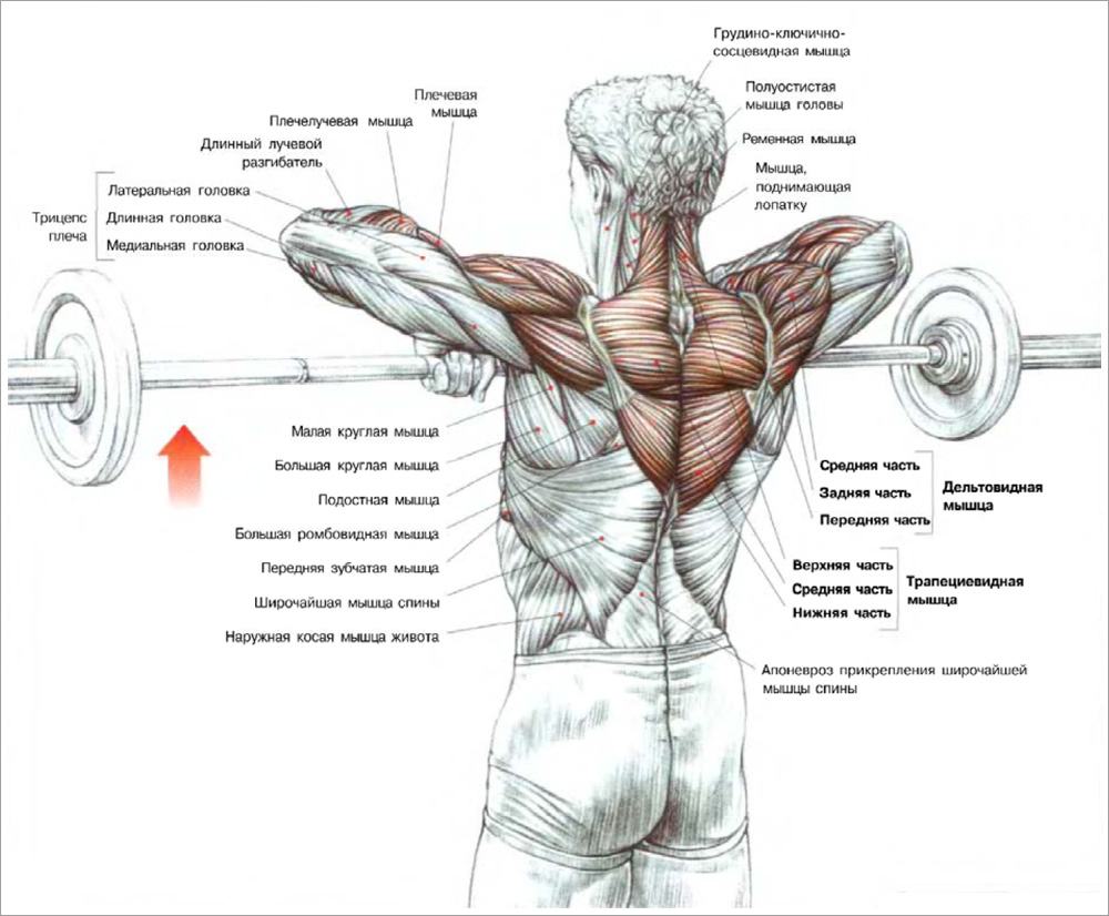 Мышцы, работающие при тяге штанги к подбородку