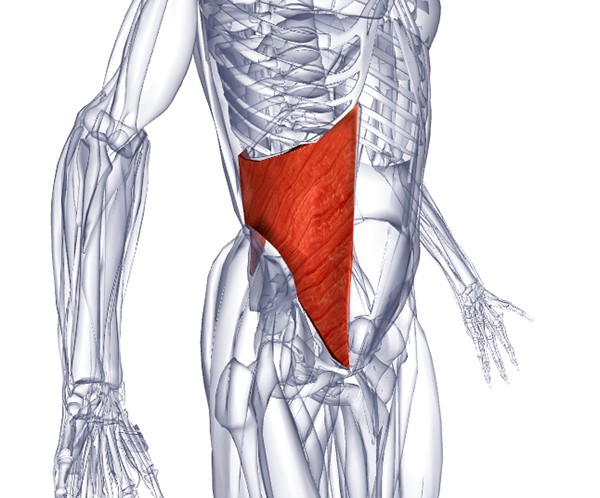 внутренняя косая мышцы живота