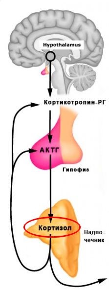 выброс кортизола